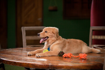 Filhote de cachorro da raça Golden Retriever deitado em cima de uma mesa de madeira. - obrazy, fototapety, plakaty