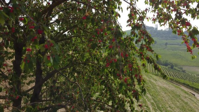 Red Ripe Cherry Plant Trees Agriculture Plantation