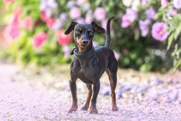 Portrait of a cute female miniature pinscher dog in summer outdoors