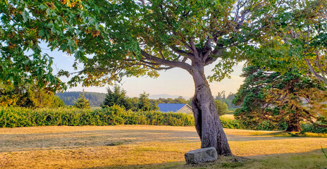 tree on the farm at sunset