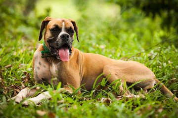 Cachorro da raça boxer deitado na grama ao ar livre. - obrazy, fototapety, plakaty