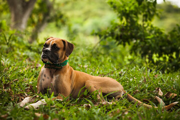 Cachorro da raça boxer deitado na grama ao ar livre. - obrazy, fototapety, plakaty