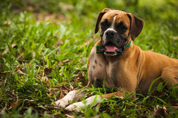 Cachorro da raça boxer deitado na grama ao ar livre.