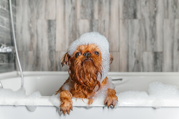 A cute little Griffon dog takes a bubble bath with his paws up on the edge of the tub