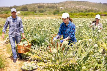 Three gardeners, man and women, harvesting fresh artichokes on plantation.