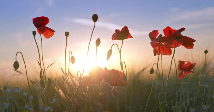 Poppy flowers and green wheat in agricultural field against sun at sunset. Red poppies 4K video