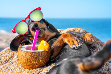 Dachshund dog with sunglasses with polarized lenses and red frame lies on sandy beach and chills,...