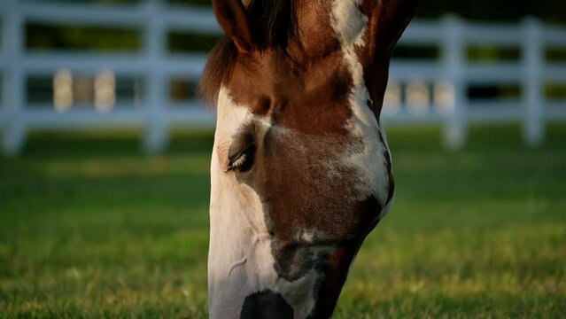 Head Of American Paint Horse Grazing Grass In The Pasture. - close up, slow motion