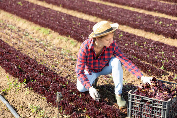 Skilled woman engaged in farming picking fresh red lettuce on farm at sunny day