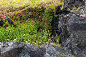 View of the vegetation on the cliffs from Santa Bárbara Beach Ribeira Grande on the island of Sao Miguel, Azores, Portugal