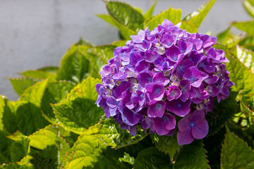 Beautiful purple hydrangea with green background the island of Sao Miguel, Azores, Portugal