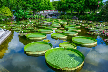 水生植物公園みずの森 滋賀県草津市
