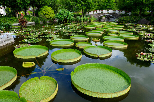 水生植物公園みずの森 滋賀県草津市