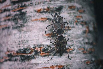 キマダラカメムシの交尾