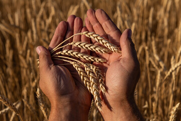Ripe ears of wheat in male hands