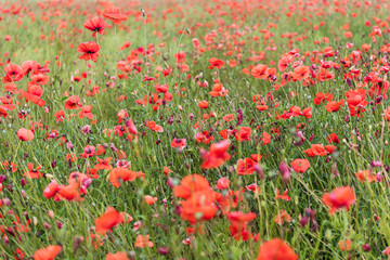 Beautiful field of red poppies in summer day, Latvia. Selective focus.