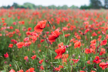 Fototapeta premium Beautiful field of red poppies in summer day, Latvia. Selective focus.