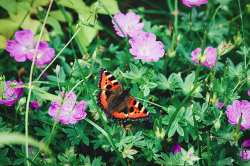Tortoiseshell butterfly on flowering garden plant in summer (Aglais urticae, Nymphalis urticae)