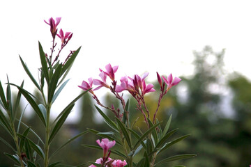 soft pink flowers naturally blooming in the evening against the blue sky background in the evening are warm and romantic and peaceful in the atmosphere.