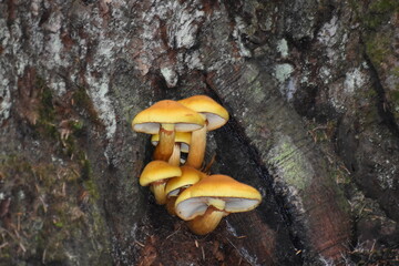 mushrooms on a tree