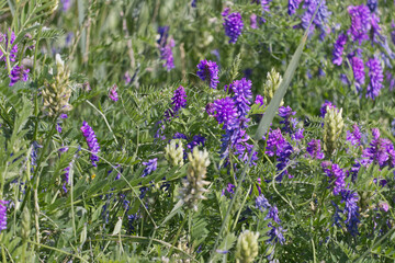 Fototapeta premium Wildflowers Blooming in the Field