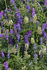 Fototapeta premium Wildflowers Blooming in the Field