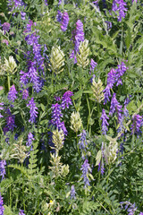 Wildflowers Blooming in the Field