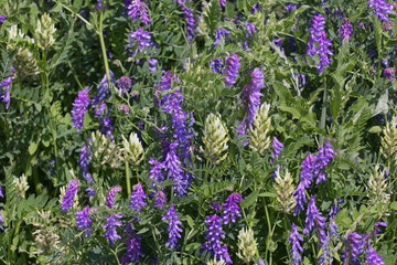 Wildflowers Blooming in the Field