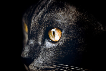 Cats eye in the dark. Looks like a hunter.