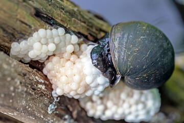 the apple snail are laying eggs on the wooden stake.