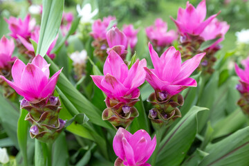 flower Wild siam tulips blooming in the jungle in Chaiya phoom