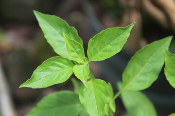 basil leaves growing in the garden
