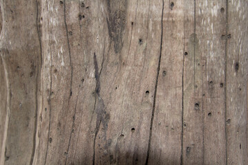 Older logs with naturally occurring fungi with naturally beautiful erosion and borer bites are a natural cycle to create and destroy.