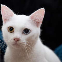 Portrait of a cute white cat with heterochromia iridis