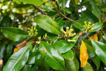 close up of  clove leaves of tree