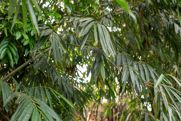 daun bambu di hutan bambu