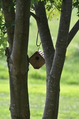 Birdhouse in a Tree