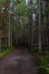 Fototapeta na wymiar dark scary ominous path in the woods