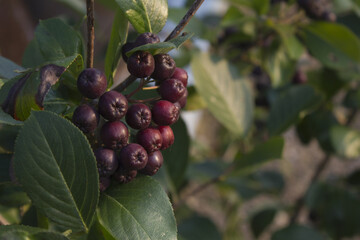 Ripe aronia berries open on a branch.