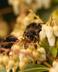 Bees on Pieris Japonica Flowers