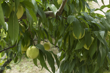 It is a tree where peach fruits grow.