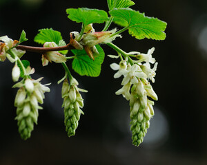 White flowering current starting to blooming