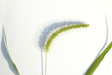 Ear of green foxtail grass, green bristlegrass, or wild foxtail millet isolated on white background. Setaria viridis