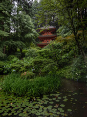 japanese garden in the morning