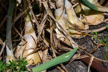 Closeup of onions growing in a field on a sunny summer day, flavorful ingredient for cooking
