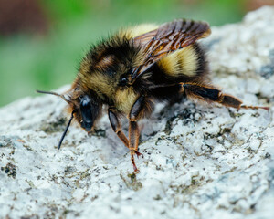 Close up of a bumble bee on a rock
