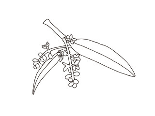 オリーブ　県花（香川県）