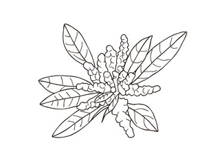 Obraz premium ヤマモモ 県花（高知県）