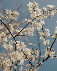 Plum tree filled with white flowers against the sky