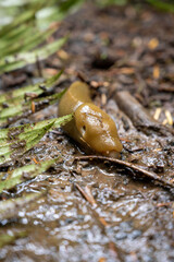 Banana Slug on trial floor